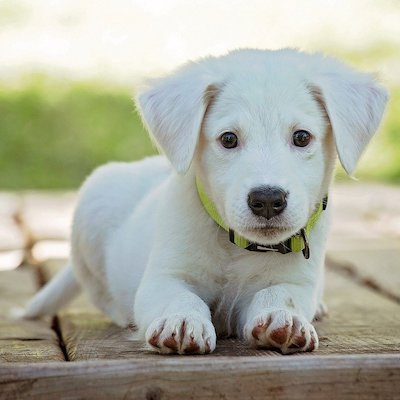 White Puppy